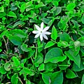 Octoflower