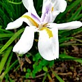 White flower